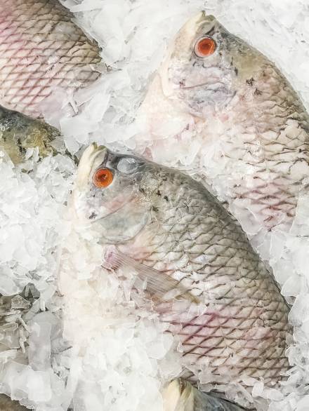 Giant gourami fish fresh in ice sell on market.